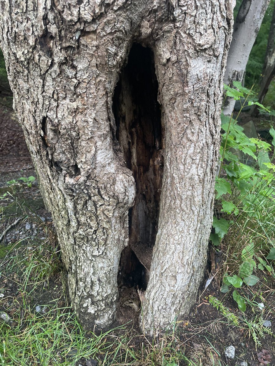 Any fairies home? 🧚‍♀️🧚🧚‍♂️🦄