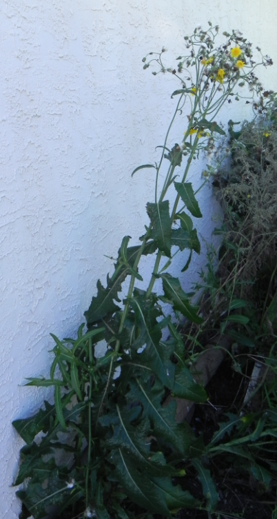 Perennial sow-thistle is a problematic weed that reproduces by seeds and below-ground roots. Multiple control types will likely be needed to reduce impact on crops. Know how to optimize timing and effectiveness of suppression and control:

saskatchewan.ca/business/agric…

#SaskAg #weeds