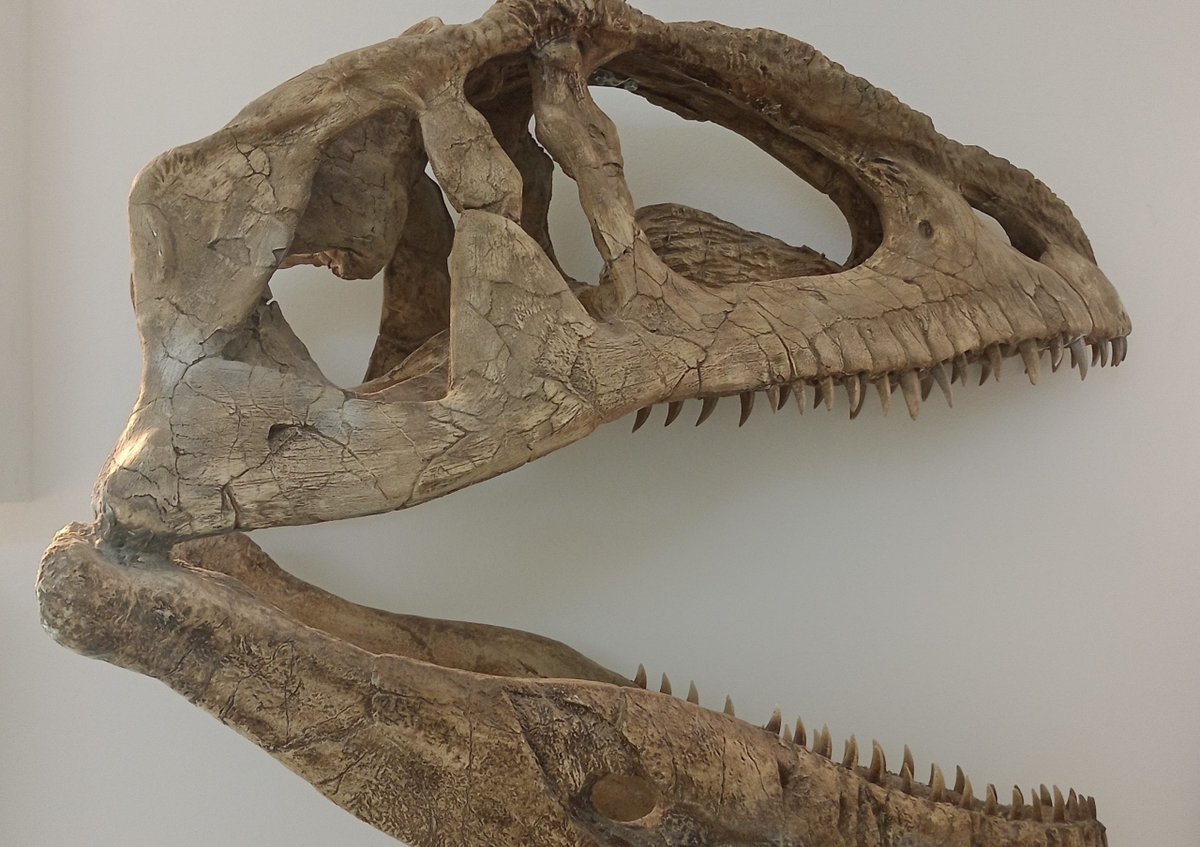 ANIDEneuquen's tweet photo. ¿Querés saber más sobre cómo se vinculan la paleontología y la tecnología?
Visitanos en https://t.co/4FpHCtVUZb
#ANIDE #innovacion #ciencia #tecnologia #Añelo #paleontologia #patagonia https://t.co/XWm5Bj2jsM