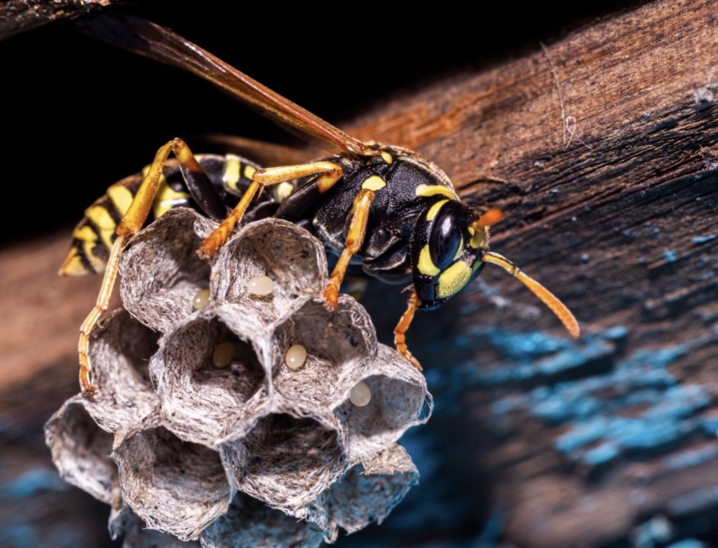 GPMPestControl's tweet image. Want to avoid stinging insects, but don’t know what to watch out for? Have no fear! This handy #pestguide from #PestWorld has all you need to identify stinging insects you might run into. Call GPM 423-517-PEST 🐝 pestworld.org/pest-guide/sti…