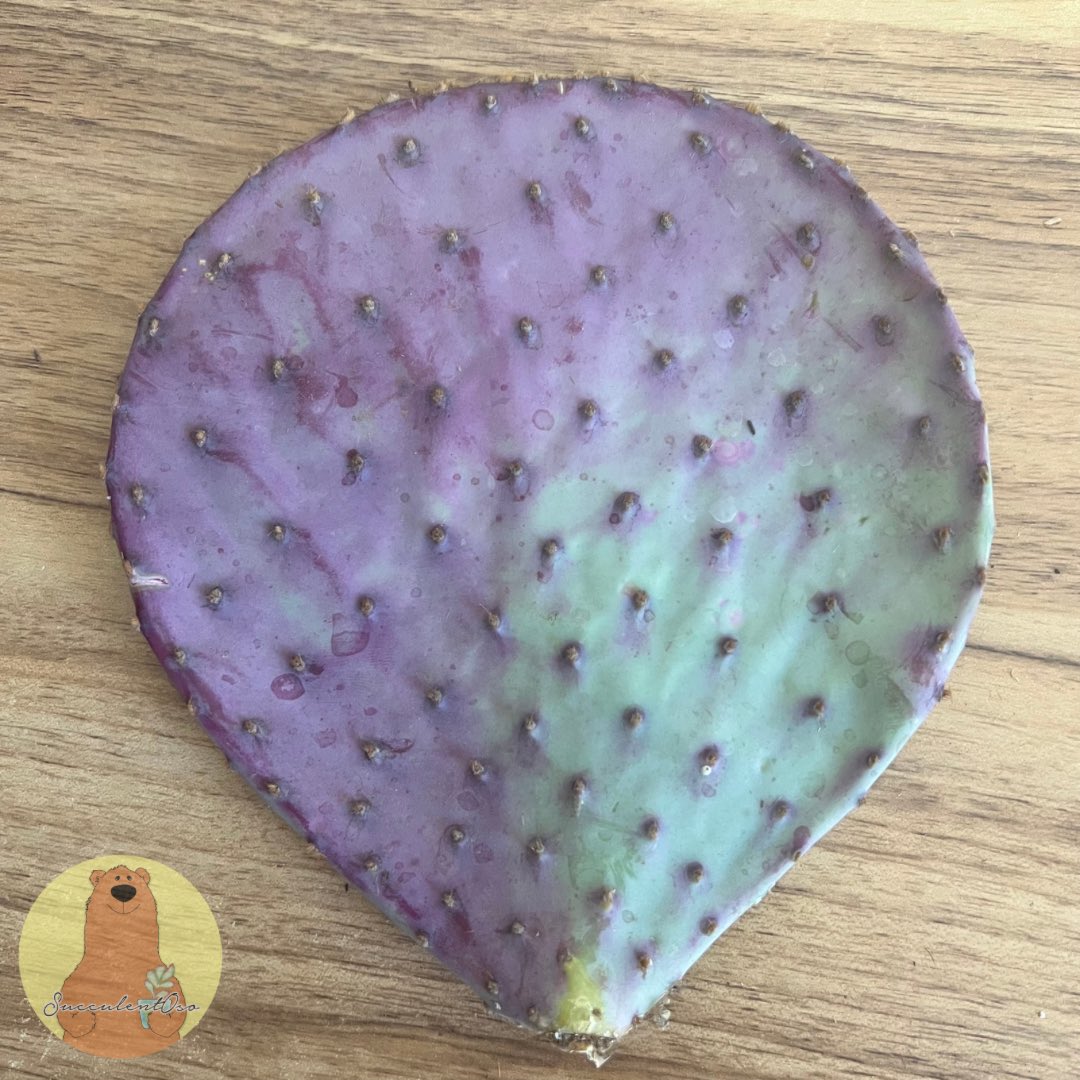 #MiércolesDeCactus por fin ya tengo una Opuntia Santa Rita, solamente poseía la variedad baby ☺️ #SucculentOso 🐻