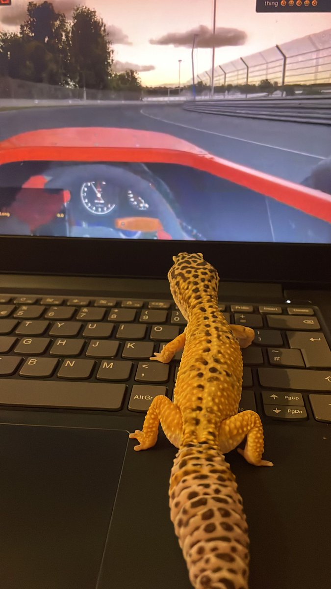 WinterRacing05's tweet photo. When your content appeals to different species.
(Pic of a friends gecko) https://t.co/uDVVNULkwM