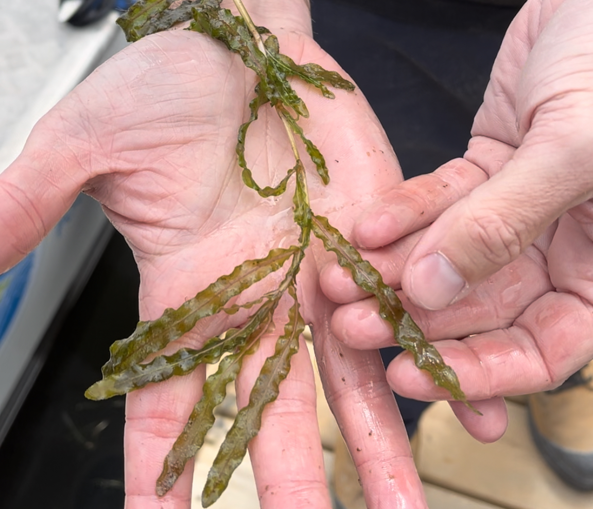 LSRCA's tweet photo. It's time to get #UndertheSurface and take a dive into Lake Simcoe! Did you know there are 22 species of aquatic plants in Lake Simcoe, 3 of which are invasive and 4 types of plant-like algae that are like freshwater seaweed!? #LakeSimcoe #LakeMonitoring #LakesAppreciationMonth https://t.co/dSNo2LuzMf
