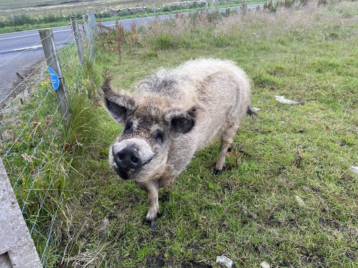 Ever seen a pig sheep? They’re basically orcs.