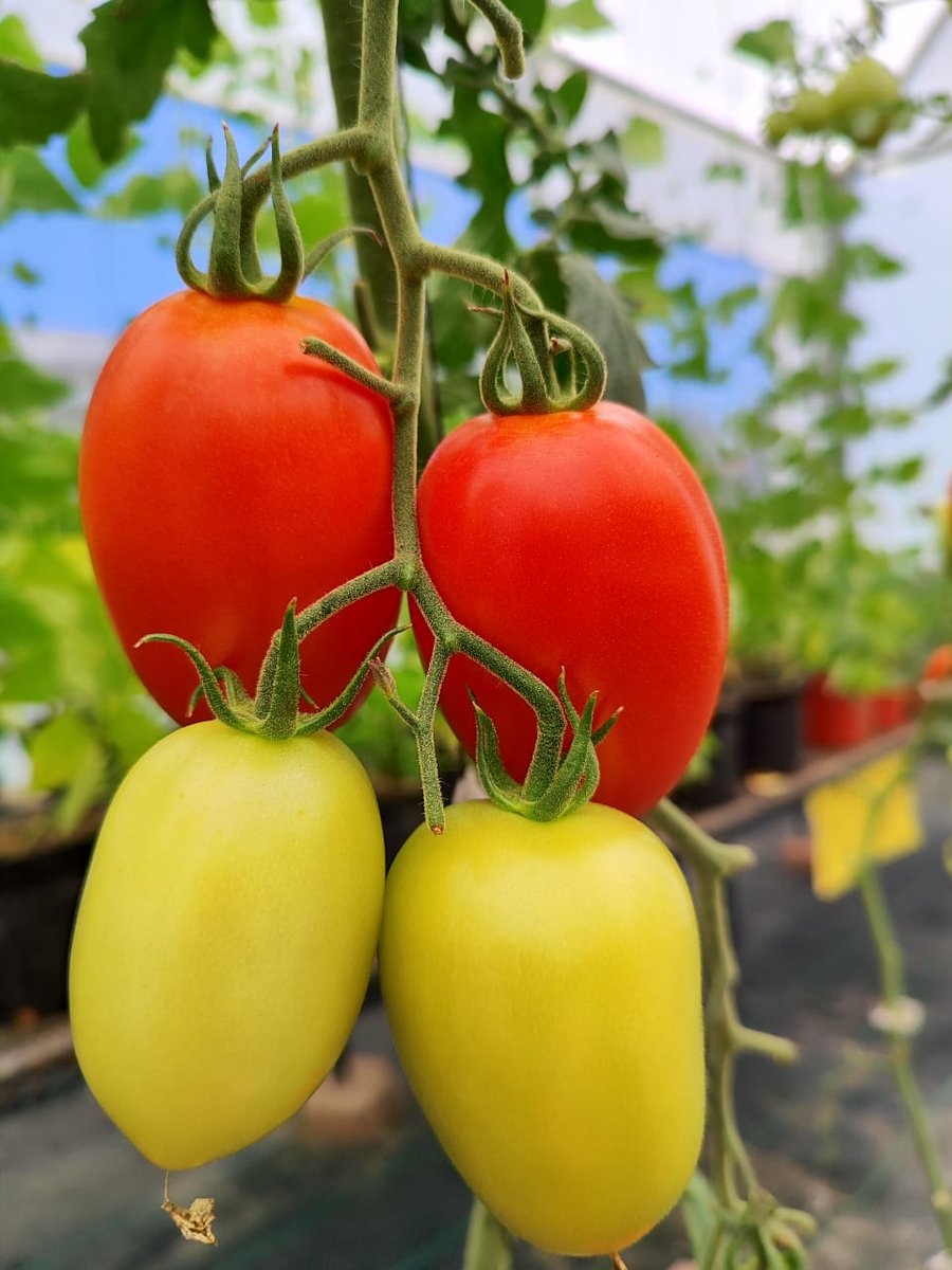 AngeiRom's tweet photo. #2023BNTT-IPN #RedBIO #IPN #CIBA #FAO 3/5
El estudio se está llevando a cabo en un invernadero ubicado CIBA-IPN, Tlaxcala. La plántula de tomate tipo saladette variedad #Strongton fue donada por la empresa #Nunhems https://t.co/xPFakhpDyD
