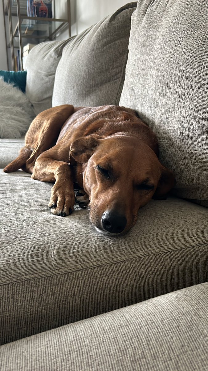 casifferr's tweet photo. I love her so much. Best streaming copilot out there #twitchaffiliate #dog https://t.co/KdEJZXiLxP