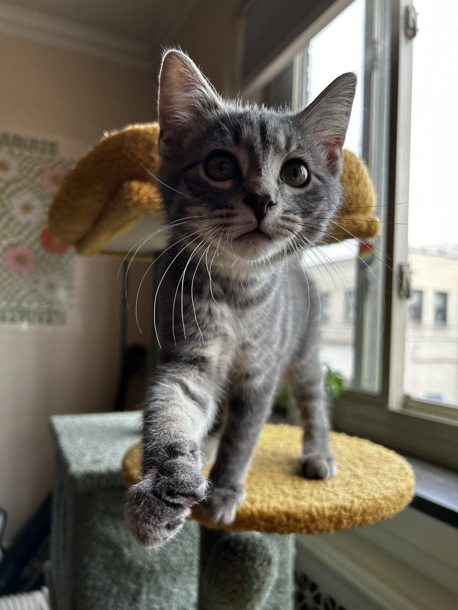 _eemma30's tweet photo. meet dusty 🤠 https://t.co/abYQgCc0U7