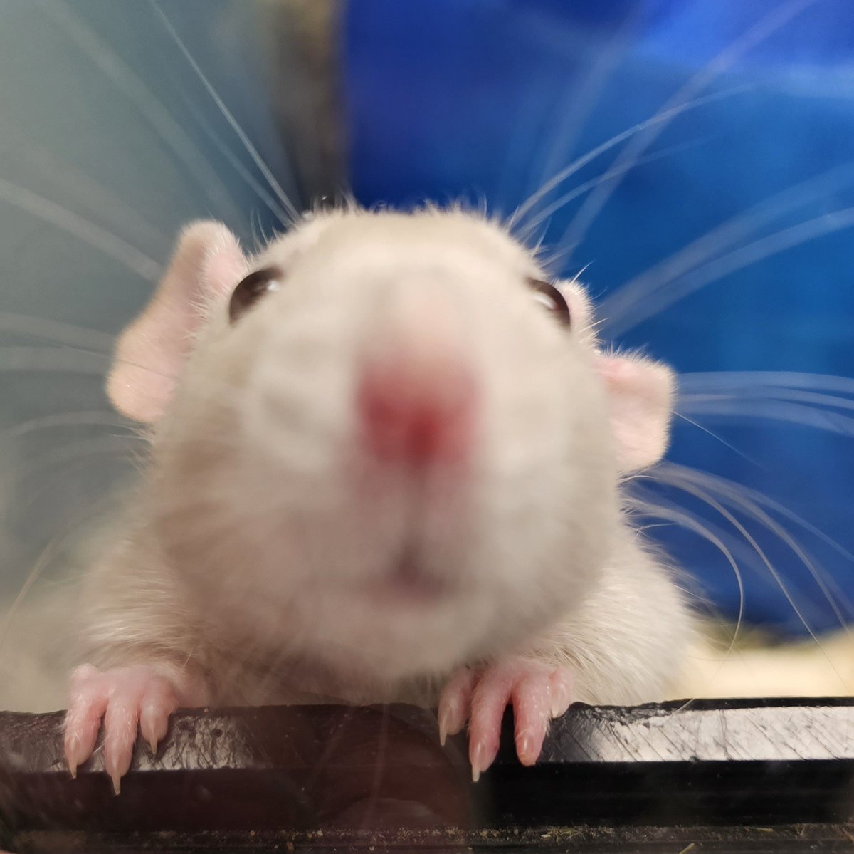 bestwestpet's tweet photo. Do you feel sad today? Give our rat a boop and it might help you feel better ❤️

#rats #petrat #rodent #cute #boopme https://t.co/Nuswxdi9GK