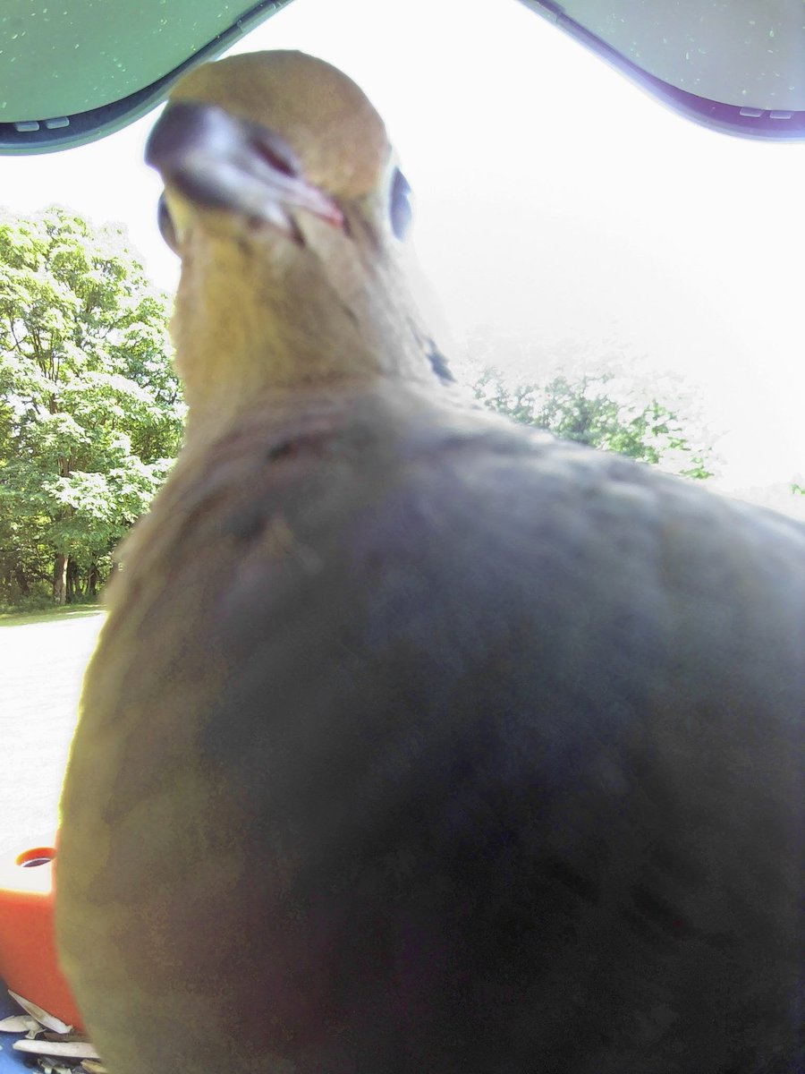 cw2442's tweet photo. @mybirdbuddy https://t.co/3jkafPgbti