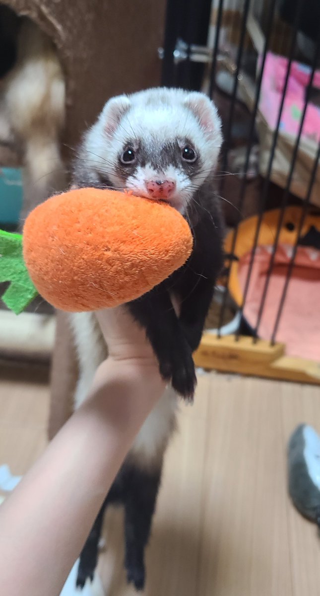 Animalyuki08's tweet photo. にんじんゲットだぜ😆🥕 https://t.co/IBnTwFNgH8