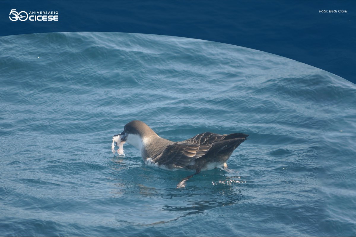 todoscicese's tweet photo. Aves marinas en riesgo por la exposición a plásticos en el océano. 🧵1/10 https://t.co/Kqfza9VMI9