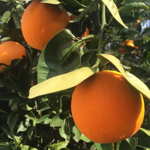 ɴɪɢʜᴛꜱꜱ ִֶָ࣪☾. tweet media