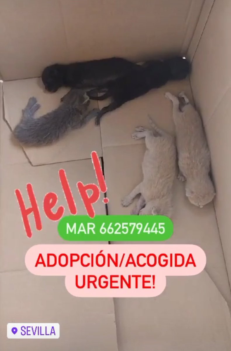 maykabizarre's tweet photo. @GhatoVerde 5 gatitos lactantes (unos 10 días) necesitan ayuda urgentemente, ¿alguien puede ayudar? Muchas gracias de antemano 🤞🍀✨ https://t.co/ZAzUNvVoYp