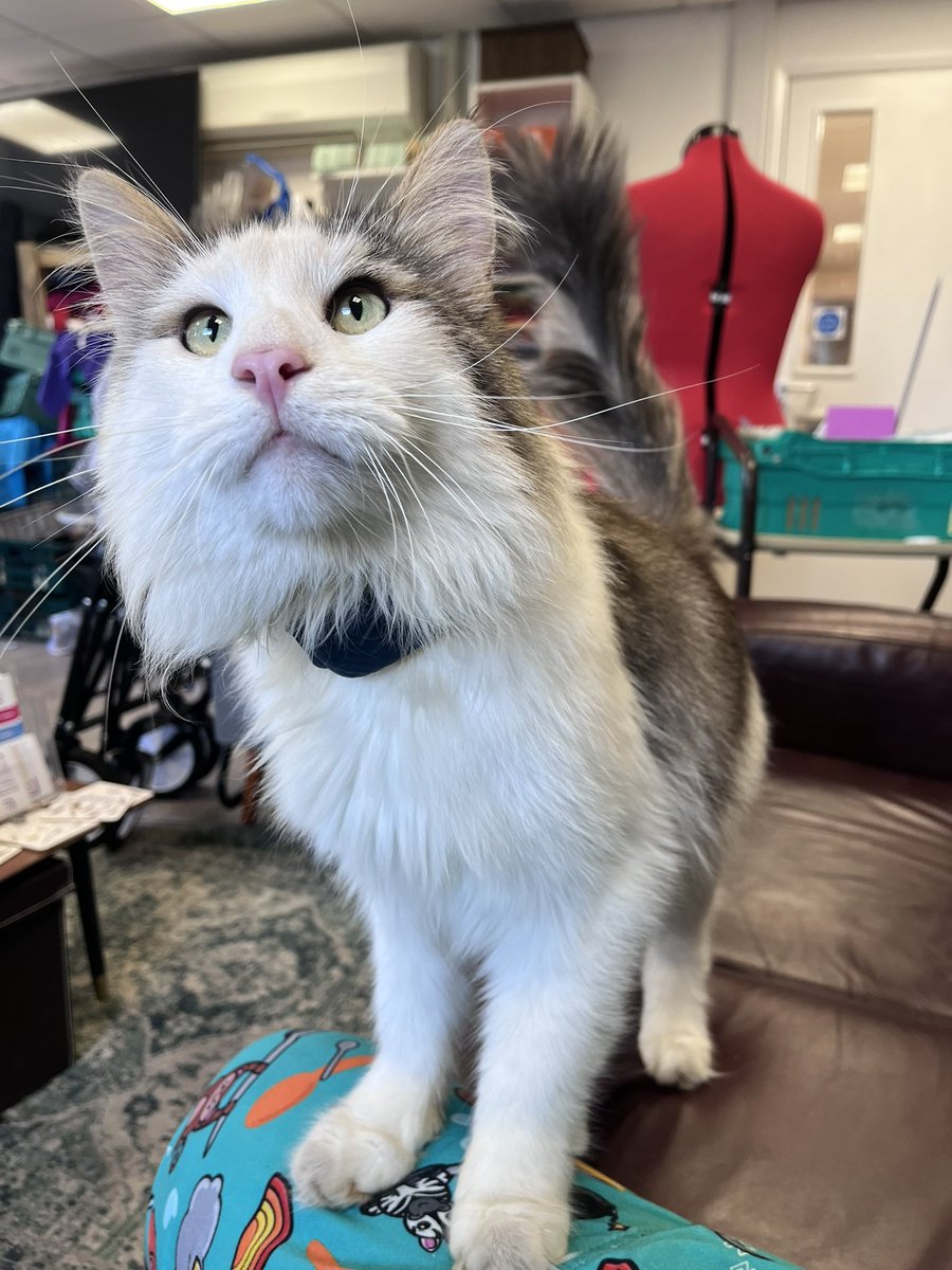 KerrysCornerCIC's tweet photo. Hank has had a very busy day today, helping with giving support for benefits applications, jewellery making and sewing. https://t.co/pQy2XzOke2