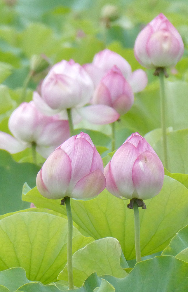 on-twitter-ueno-shinobazu-pond-and-lotus