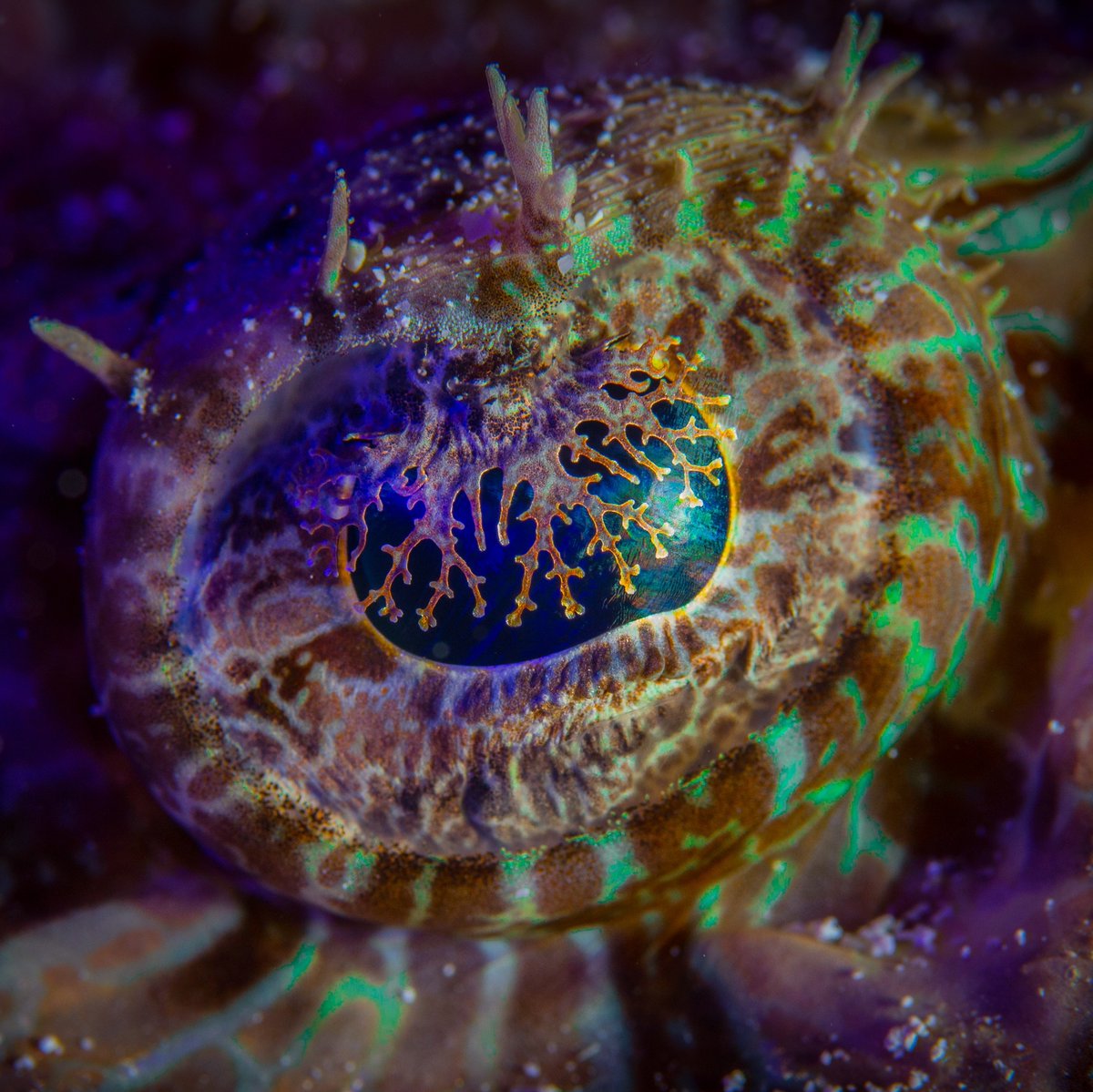 The most beautiful eye in the ocean? Many macro photographers would say yes! But what creature do these beautiful eyes belong to? Wrong answers only 👇 in the captions below! #underwatermacro #luminance #fluorescence #underwaterfluoro Image © Steve Miller