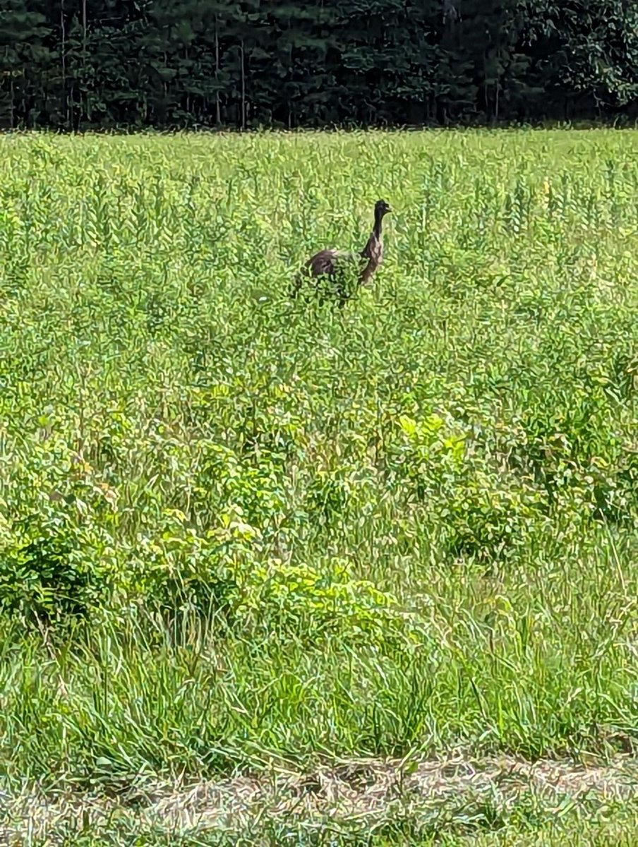 GraigMeyer's tweet photo. There’s another emu loose in Orange County. 
What is it about this place?
Currently chilling on Mount Sinai Road. https://t.co/OthMRuqRzM