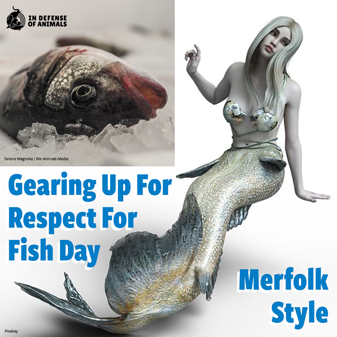 IDAUSA's tweet photo. Calling all merfolk, including divers, surfers, & ocean lovers! Help expose the truth about fish farming & the harm it brings to fish, other marine animals, people, the envr., & of course mermaids.
Learn more: https://t.co/vMxJ5gyQ3w
#MermaidsAgainstFishFarming #RespectForFishDay https://t.co/lf8d44gDgu