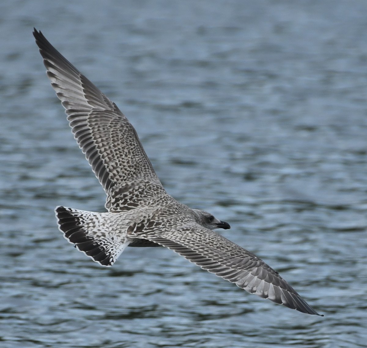 Baldbirder1's tweet photo. Young Herring Gulls are now leaving the local factory roof-tops and enjoying #NewHytheLakes outside the house - noisy b...b...blighters!  #Larophile #HerringGull @KentishPlover #Birding https://t.co/xhzrqTOY6D