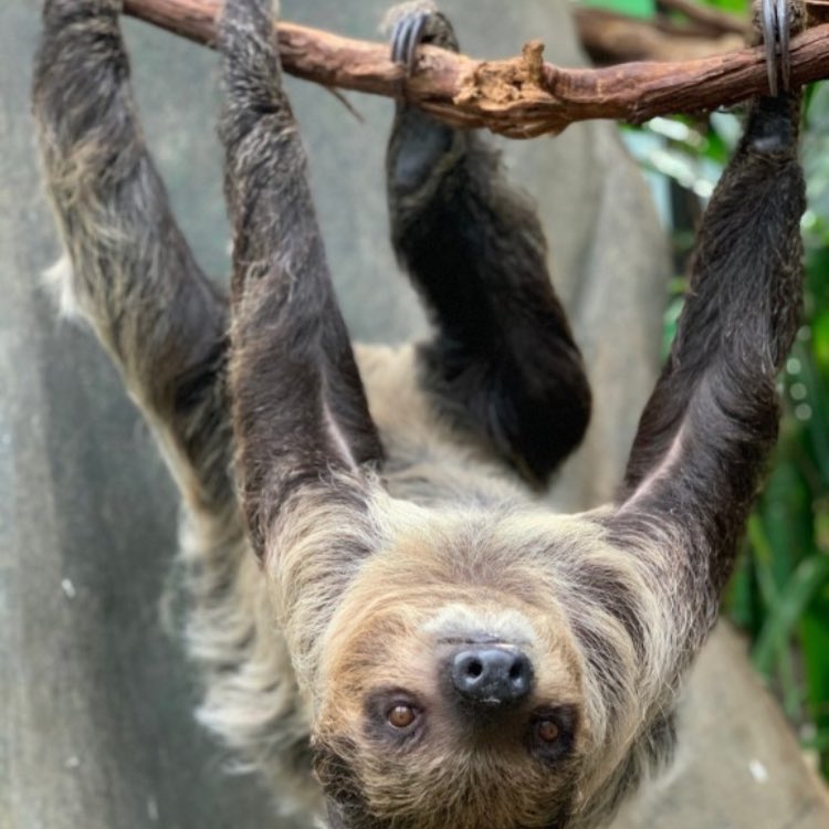 SnakeOilPrez's tweet photo. Below is a provocative pose of Marjorie Taylor Greene in the wild #ThreeToedSloth https://t.co/wXtgFoJLv9