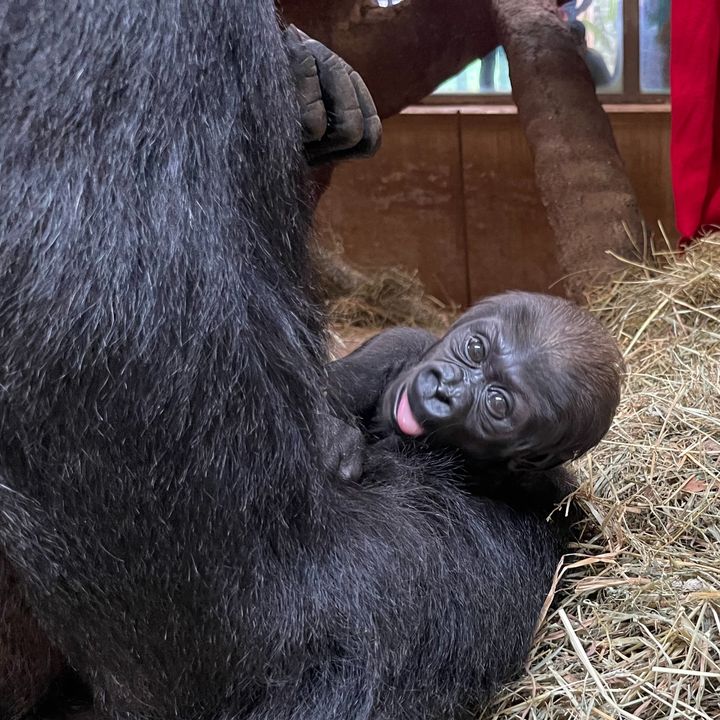 ❤️🦍 When pregnant gorilla Calaya experienced a premature amniotic sac rupture, the Primate team rallied to conduct overnight watches, impromptu injections + twice-daily ultrasounds until Zahra was born. They exhibited tremendous flexibility, perseverance and teamwork! #NZKW2023