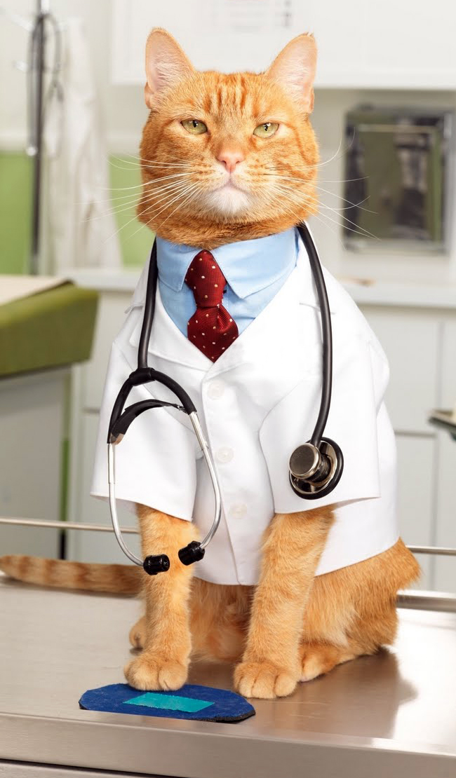cats with jobs 🛠 (@catworkers) on Twitter photo 