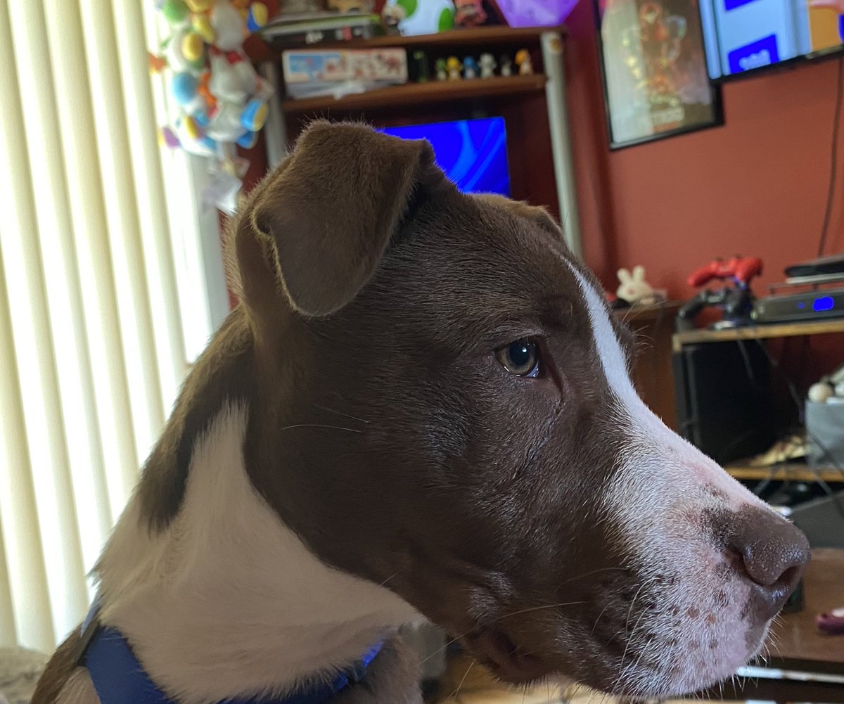Bulby37's tweet photo. @KerriSmith2012 We came into an orphaned pup recently, and @sisterndarkness named him Loki.

He has an exclamation point on the back of his head and he acts like it. https://t.co/vPu7C9sbI1