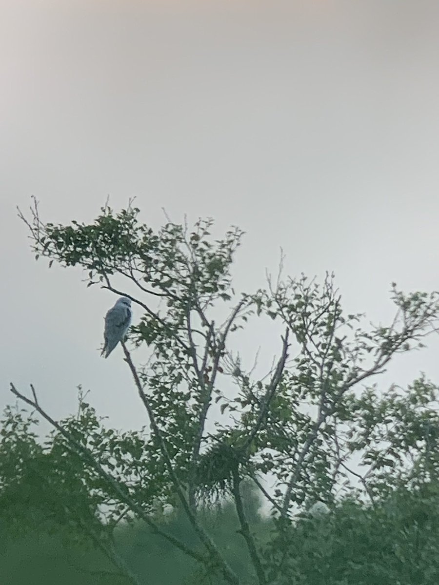 I thought I’d take a walk down a pathway away from the masses and this was the end result 🤩🤩 One minute we were looking at a pigeon in the tree, the next, this had dropped in, BLACK WINGED KITE at 20.42 tonight 🤩🥳🥳🥳😱😍
#digscoping
#phonescoping
#kowasystem
#blackwingedkite