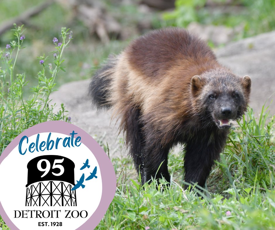 The Detroit Zoo is turning 95, and you’re invited to our birthday party! The celebration kicks off Aug. 1 and continues all month long – visit our website to see all the fun festivities we have planned: detroitzoo.org/95-anniversary/