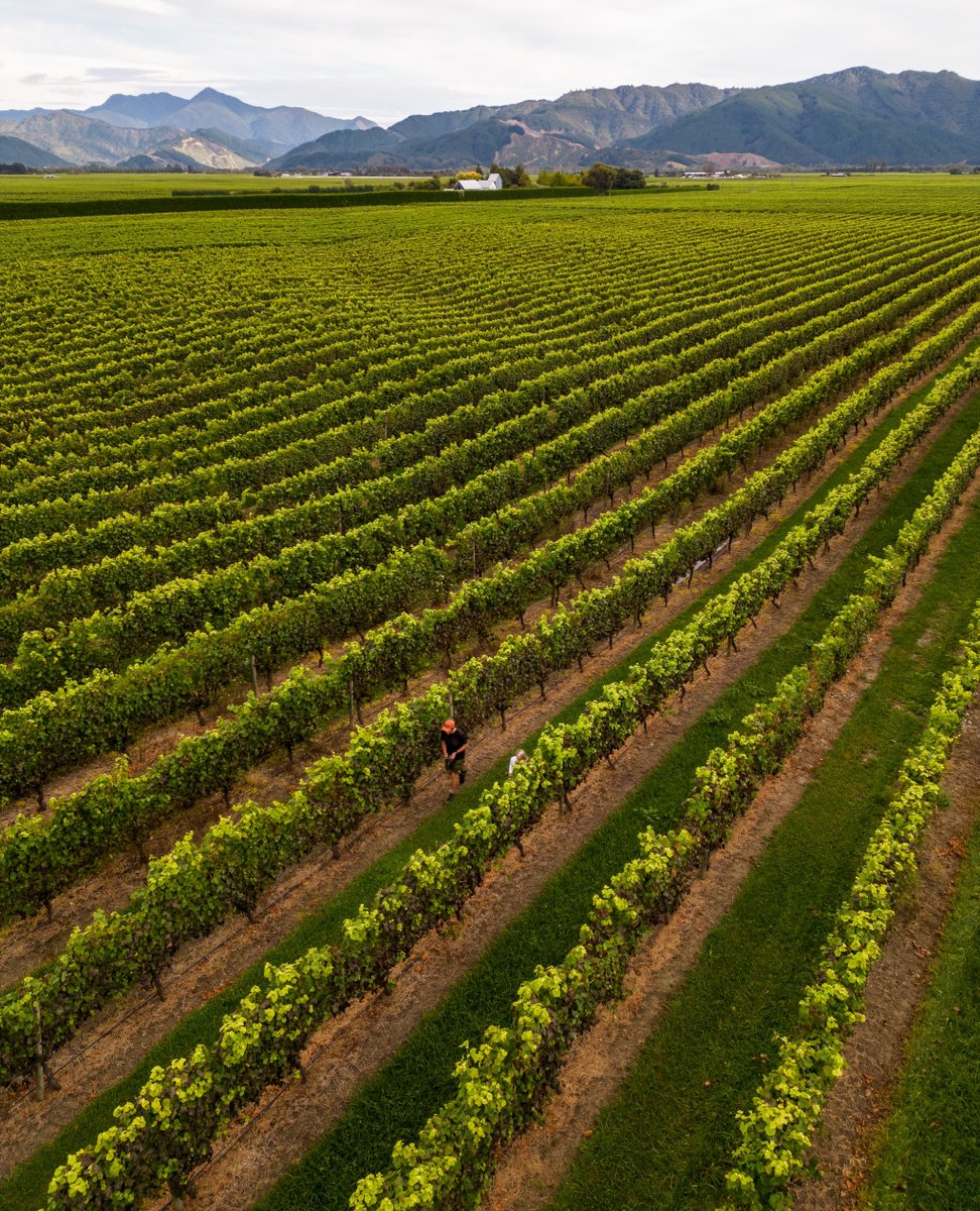 We've invested countless hours of hard work into these rows. Yet, from this vantage point, all we see is the beauty.

allanscott.com