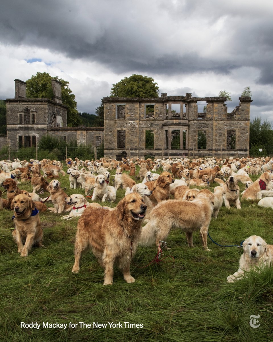 nytimes's tweet photo. Why did 488 Golden Retrievers gather in Scotland?

For the 2023 Guisachan Gathering, of course — a kind of golden retriever convention, commemorating the anniversary of the founding of the breed. https://t.co/40luFvDFew https://t.co/SJ7b6lEsKJ