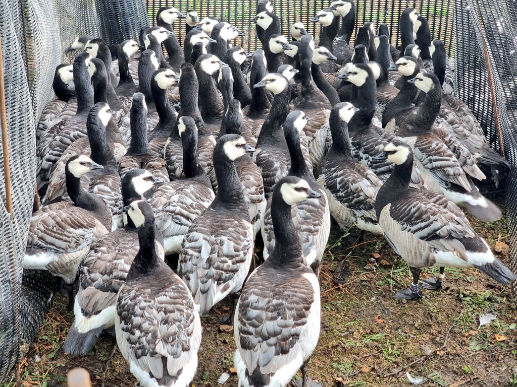 The team has recently been on the road undertaking our annual catch of Barnacle Geese. A total of 600 geese were caught at 5 sites, with lots of new birds colour-marked. Keep an eye out for blue and yellow leg rings & white neck collars.