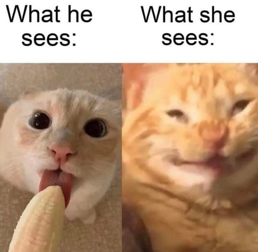 Tibulle's tweet photo. 🤣🤣🤣🤣 elle me tue à chaque fois que je la vois #labite https://t.co/zGhLl94mXg