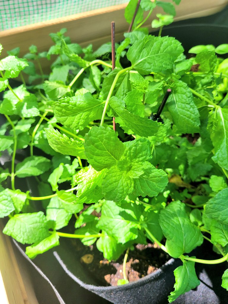 Traderstewie on Twitter "Started to grow basil, mint, oregano and