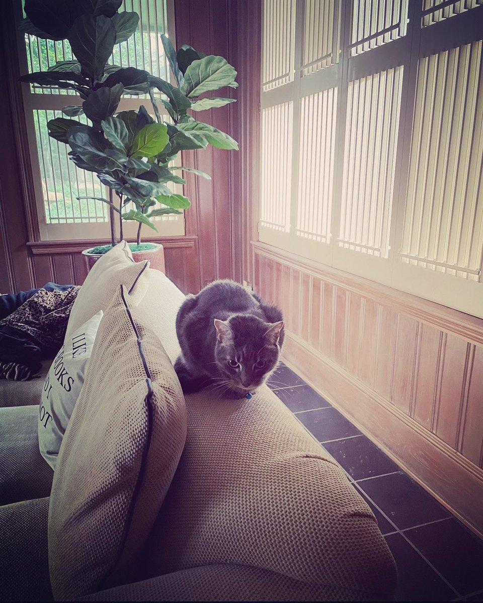ClariceFox4's tweet photo. Stage 18: Legacy sends his best to all feline competitors as the Tour de Couch nears its completion. The Alpine Sofa Sit requires balance &amp; concentration but it is a mere warm-up for the dreaded Saturday Mountain Stage. #conquerthecourse #tourdecouch2023 #golegacy https://t.co/YvMJnQHos1