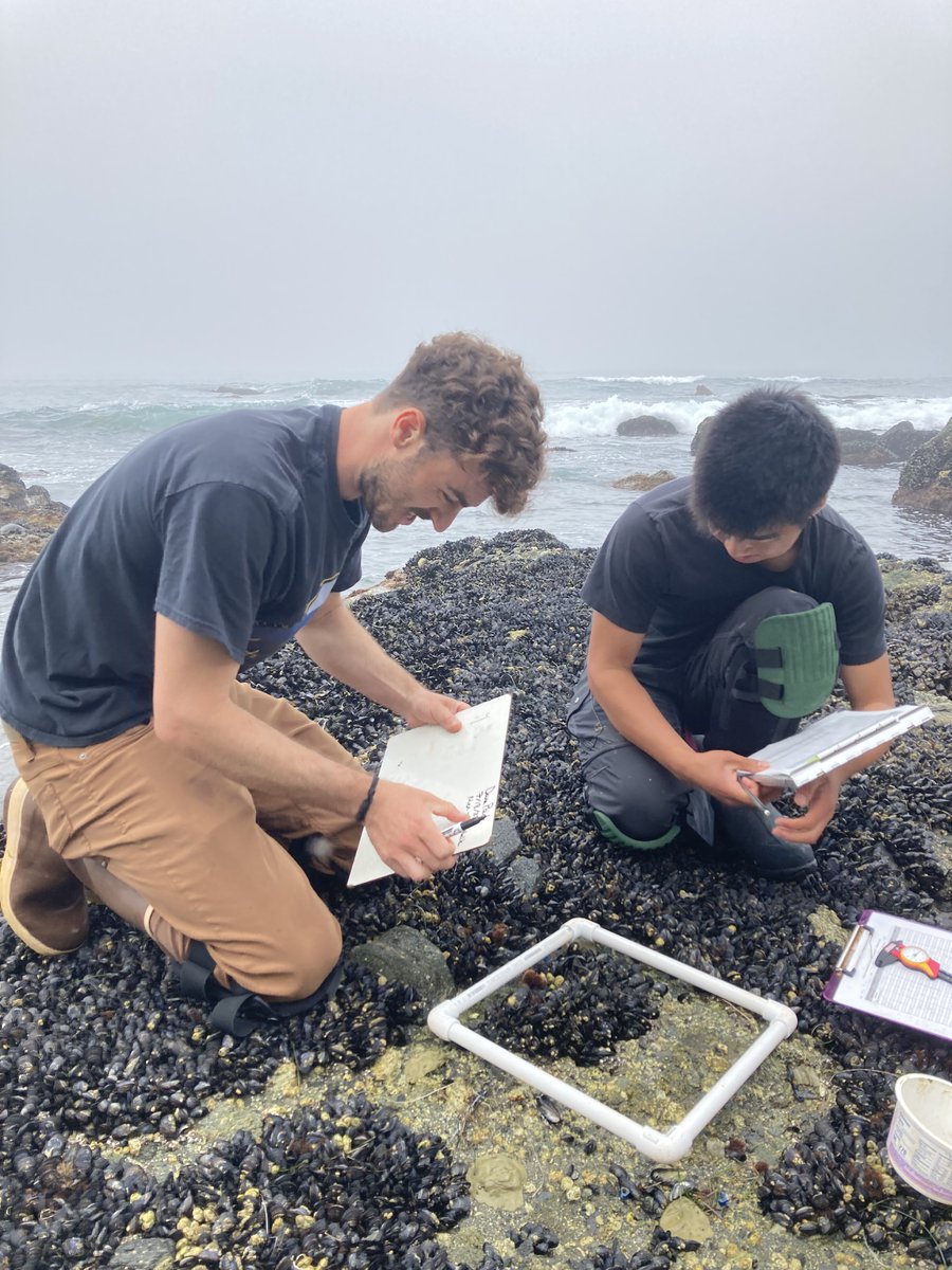 Cascade Sorte (@cascadejbs) on Twitter photo Back in SoCal, we are starting 2nd round of #RangeShiftNSF predator caging experiments, this time for the local native whelk Acanthinucella spirata. Tides are v. early so waves are lapping at our ankles as we rush to finish. Dana Pt complete; next stop La Jolla <a href="/UCIEEB/">UCI Ecology and Evolutionary Biol</a> <a href="/UCIBioSci/">UCI Charlie Dunlop School of Biological Sciences</a> Back in SoCal, we are starting 2nd round of #RangeShiftNSF predator caging experiments, this time for the local native whelk Acanthinucella spirata. Tides are v. early so waves are lapping at our ankles as we rush to finish. Dana Pt complete; next stop La Jolla <a href="/UCIEEB/">UCI Ecology and Evolutionary Biol</a> <a href="/UCIBioSci/">UCI Charlie Dunlop School of Biological Sciences</a>