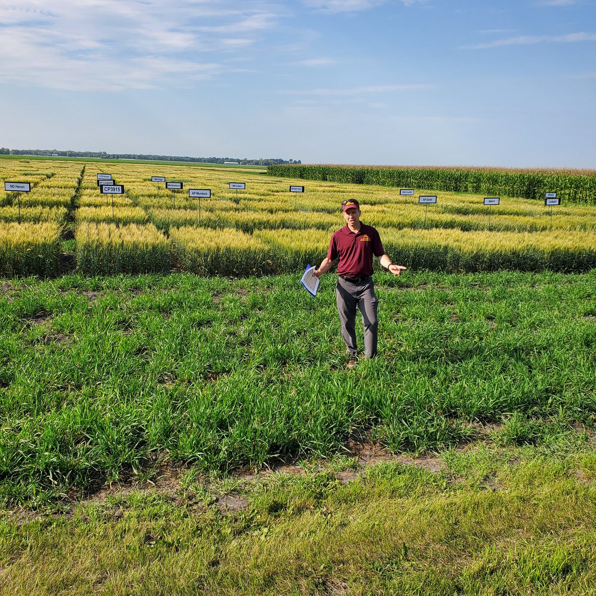 Tim Dufault (@6dollarwheatguy) on Twitter photo Great day of learning about the latest research being done by great agricultural researchers.
Thank you, <a href="/CFANS_NWROC/">UMN NWROC</a> <a href="/CFANS/">CFANS</a> <a href="/UMNExt/">U of MN Extension</a> <a href="/UMNCrookston/">University of Minnesota Crookston</a> Great day of learning about the latest research being done by great agricultural researchers.
Thank you, <a href="/CFANS_NWROC/">UMN NWROC</a> <a href="/CFANS/">CFANS</a> <a href="/UMNExt/">U of MN Extension</a> <a href="/UMNCrookston/">University of Minnesota Crookston</a>