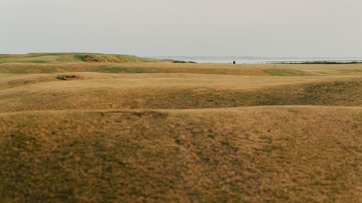 Fried Egg Golf tweet media