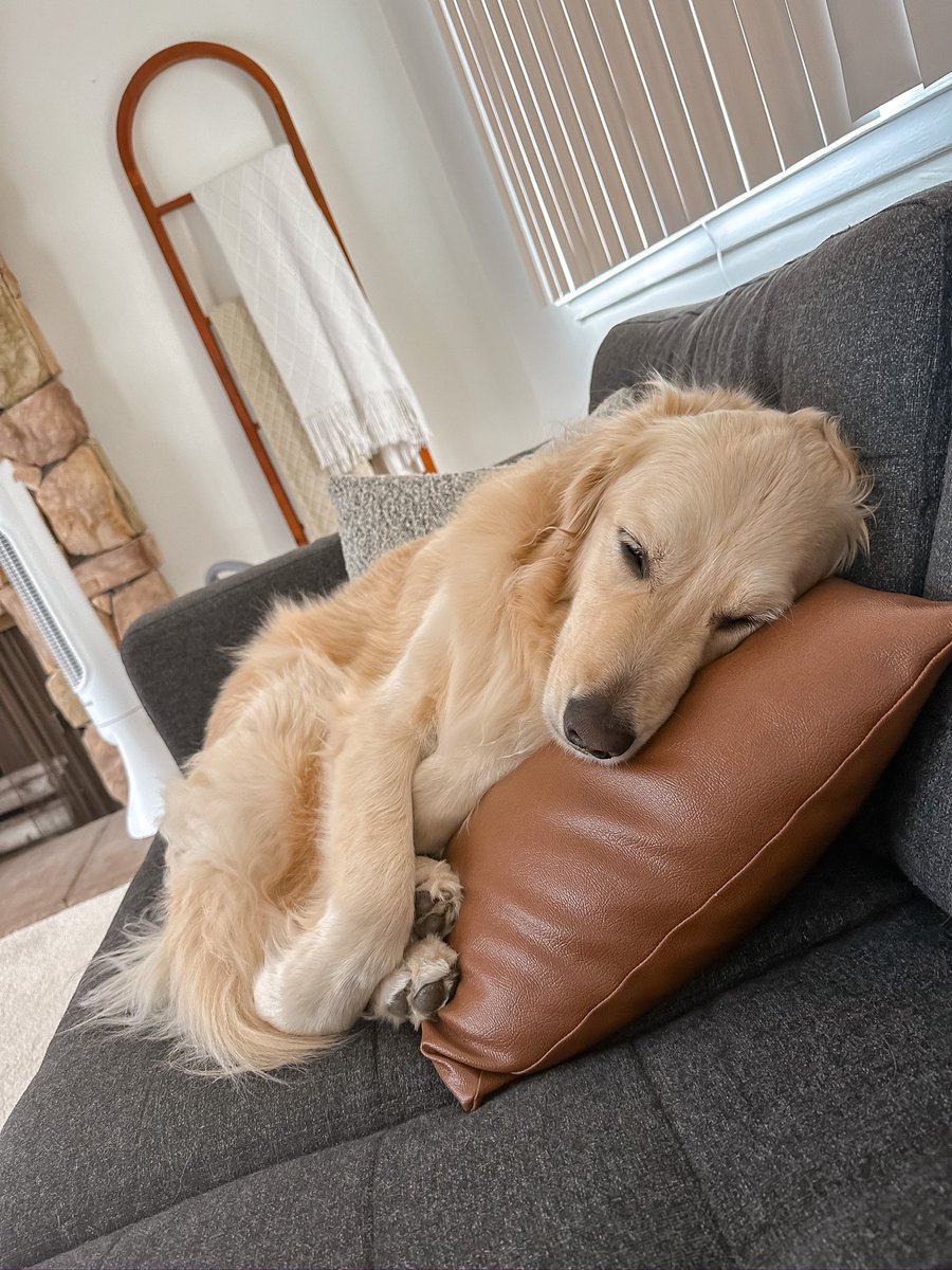 Patiently waiting for the weekend on this Wednesday afternoon…

How are all of you guys passing the time this week?

#dogsoftwitter #goldenretriever #grc