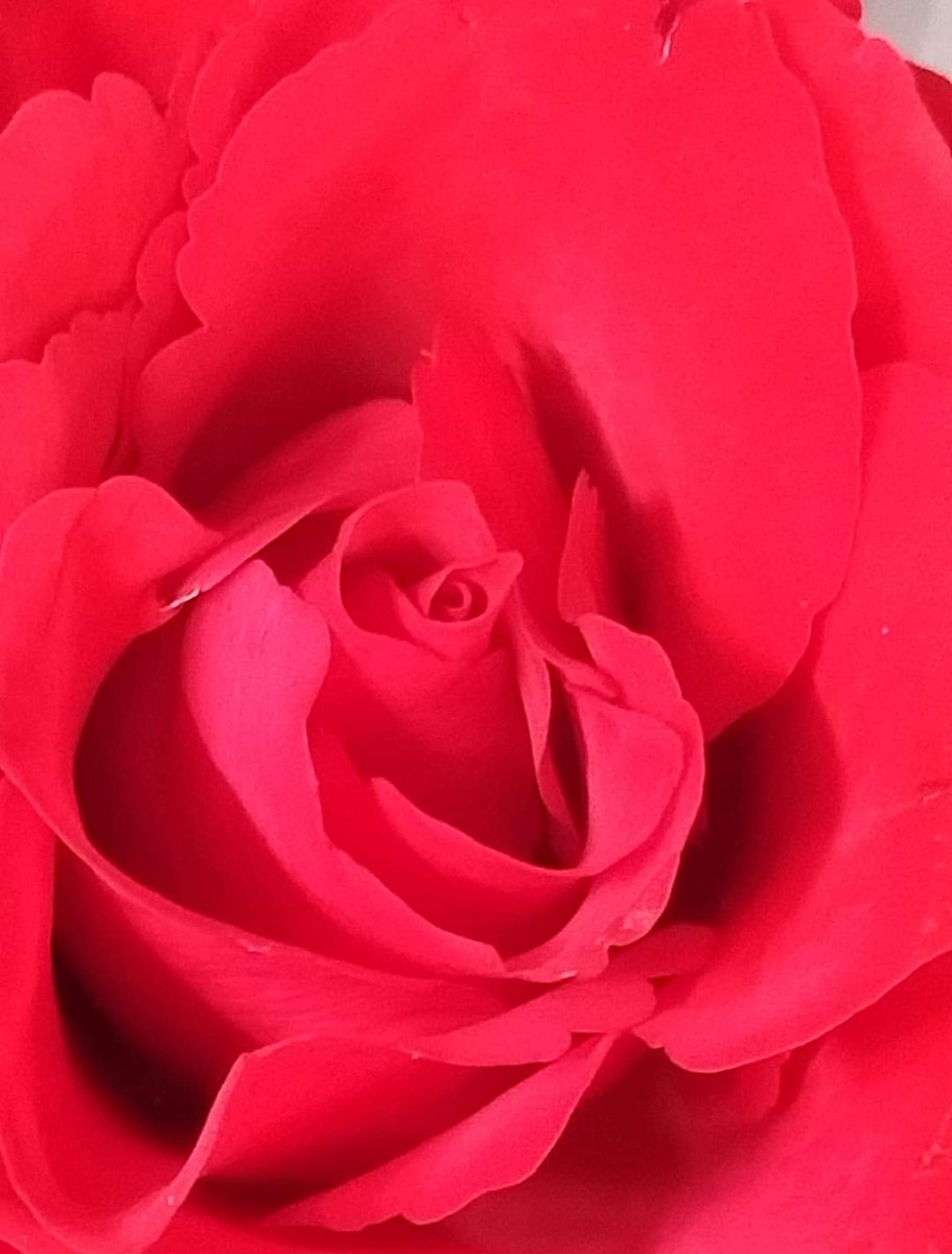 MichellePoet's tweet photo. #rosephoto #rosephotography #photooftheday #photo #photography #photographer #photos #photographyisart #photographyislife #flowers #flowerstagram #flowerphotography #flowerlovers #collage #collageart #collageartist #red #redroses #beauty #beautyofnature #michellemorris #quote https://t.co/k0qg7a5d8R