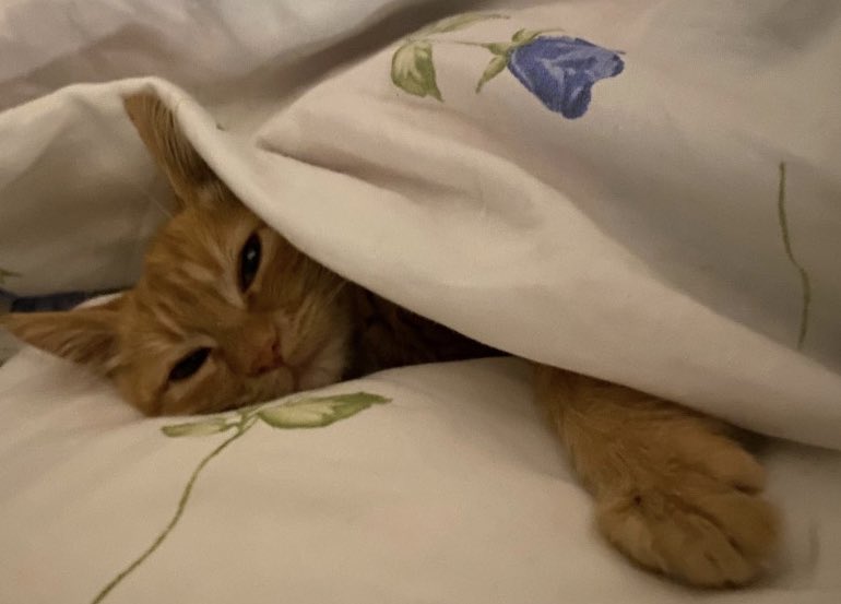 Tüm dostlara 
Miyavlı 
Geceler 🐈
#GeceyeNotum