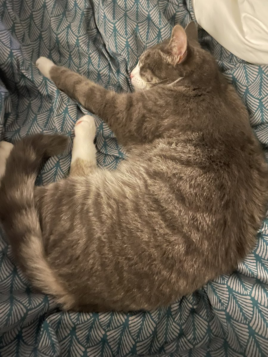 ChoukoIsBad's tweet photo. Sometimes all you need after a breakup. Is a eepy cat. https://t.co/gsLcBF0B03