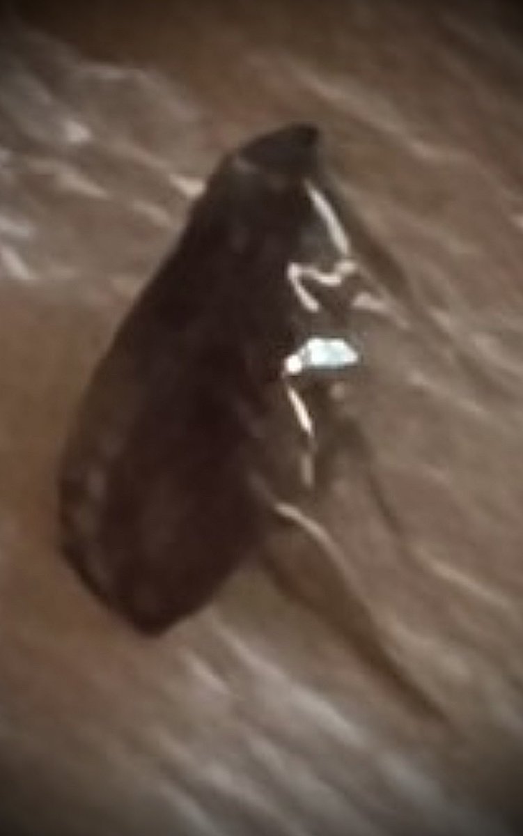 This is a close-up of the black dot we tried and zoomed in with my fingers on the phone and got the second image which we compared Online get ready