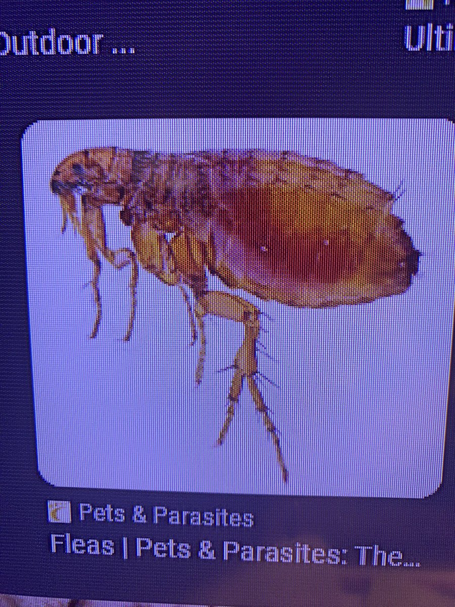 This IS A FLEA!!!