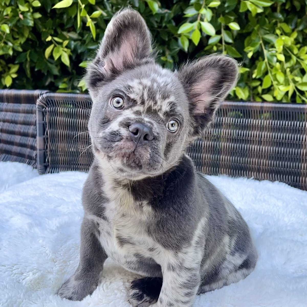 Now, on another note, if you want to see some cute puppies, I’ll give you some pictures. We started breeding FLUFFY’s here in the last couple years and have a few available . Enjoy. have a look.