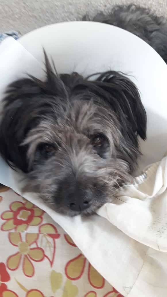 MLaura_Aguero's tweet photo. DOBLE jornada hoy en el B Néstor Kirchner!! 🐈🐕
Desde las 7:30 hasta las 18hs !!
CASTRACION+ATENCION CLÍNICA 🐾
Gracias a todos los vecinos por acompañarnos 🥰
#ProteccionAnimal
#InesIntendenta 🌸 https://t.co/WSKVZTuEHN
