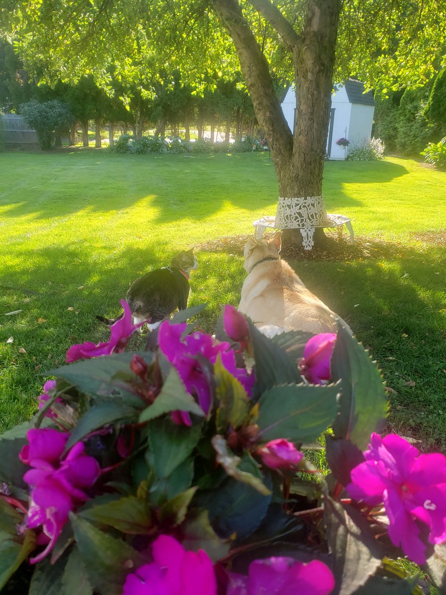 MicheleFinn1's tweet image. Perfect July night in #wny with our furbabies!! #sammo #scoobydoo @janemferris