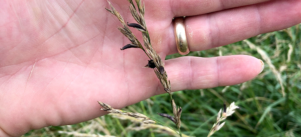 How much is too much when feeding ergot-infected feeds? This study watched steers in a feedlot and how they gained related to how much ergot was in their diet. bit.ly/44OKDiI #ABBx
