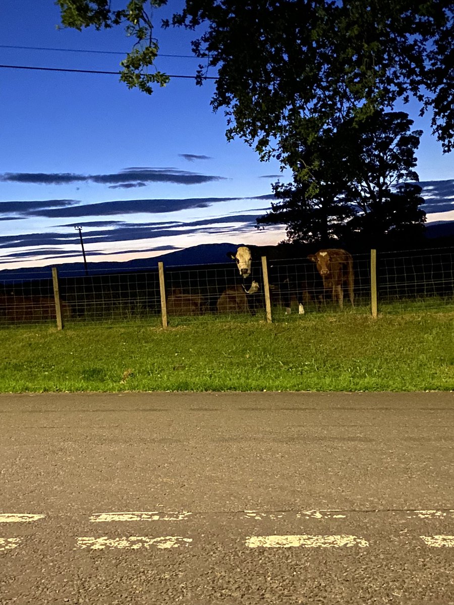 kazza077's tweet photo. My neighbours ๐ฎ #moocows https://t.co/3r9czBdSXf