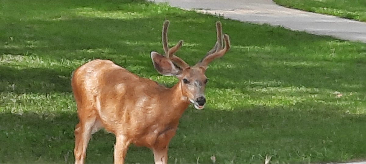 nick manely tweet media